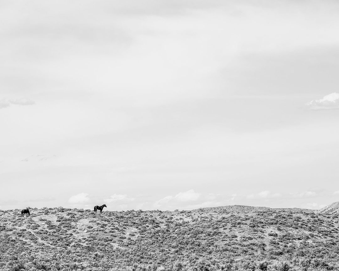 Western Landscape With Wild Horses, Black and White Photography Print ...