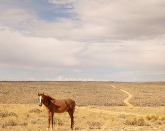Vertical Foal Photograph, Wild Horse Photography, Modern Animal Print, Wyoming Landscape