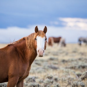 Primo- Wild Stallion, Unique Horse Photograph, Wild Stallion Print, Horse with Blue Eyes