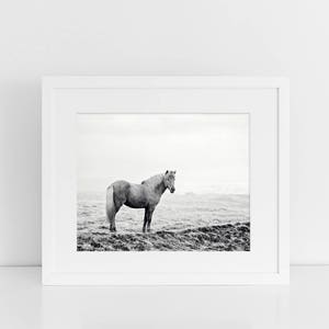 Icelandic Horse, Black and White Landscape Photograph, Equine Art, Physical Print image 6