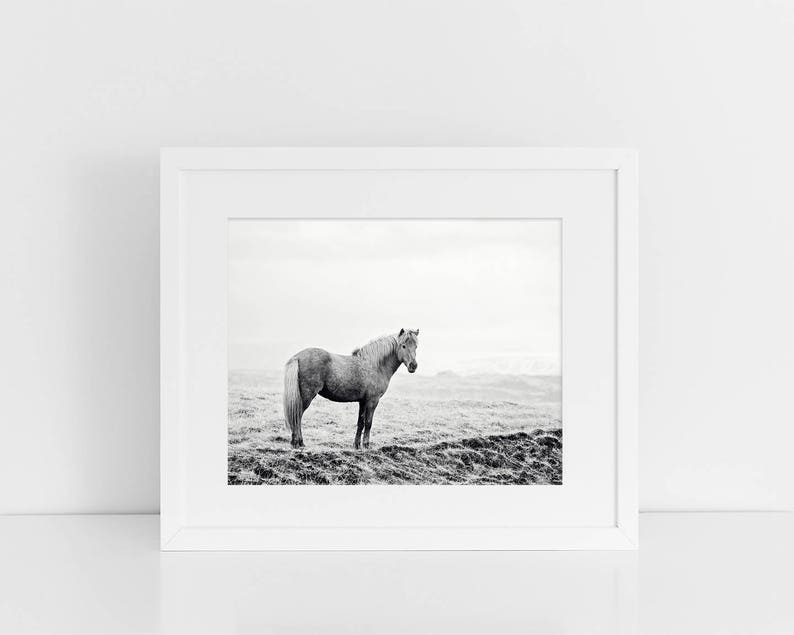 Icelandic Horse, Black and White Landscape Photograph, Equine Art, Physical Print image 6