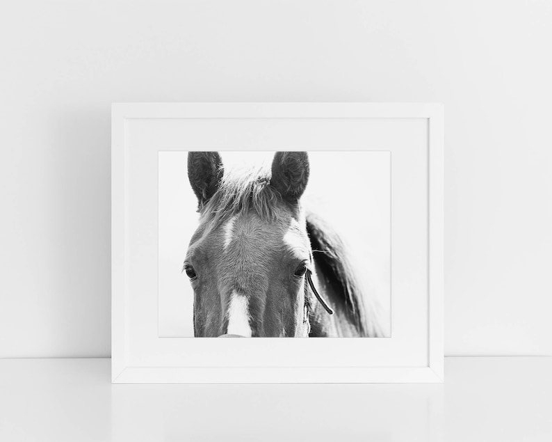 Close Up Horse Print in Black and White, Horse Eye Photo image 1