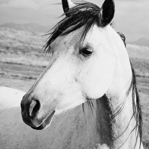 Rustic Country Photograph, Black and White Horse Art, Physical Print image 2