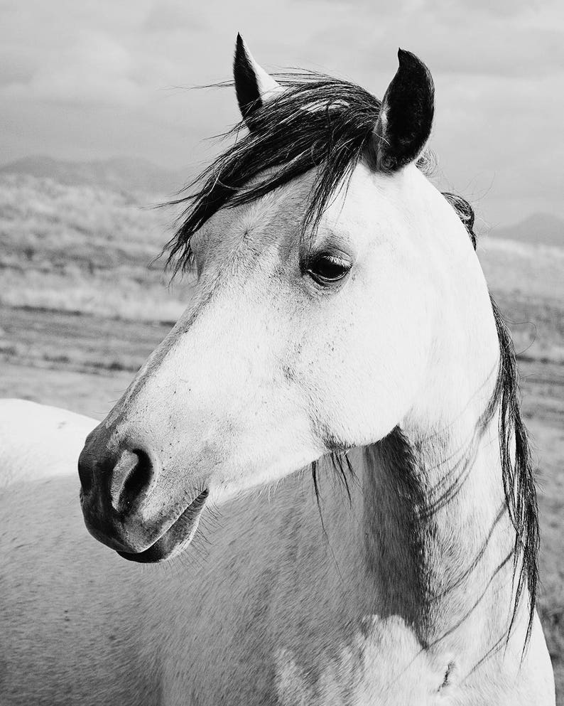 Rustic Country Photograph, Black and White Horse Art, Physical Print image 2