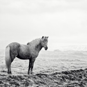 Icelandic Horse, Black and White Landscape Photograph, Equine Art, Physical Print image 2