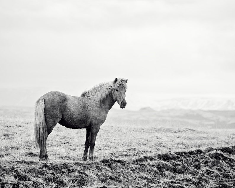 Icelandic Horse, Black and White Landscape Photograph, Equine Art, Physical Print image 2