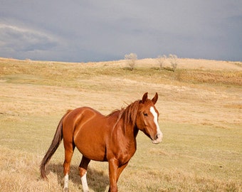 Horse in Landscape Photograph, Color Horse Wall Art, Western Country Photography, Physical Print