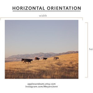 May include: A horizontal photograph of a field with a group of black and white cows walking across the field. The field is covered in dry grass and the background is a mountain range with a blue sky.