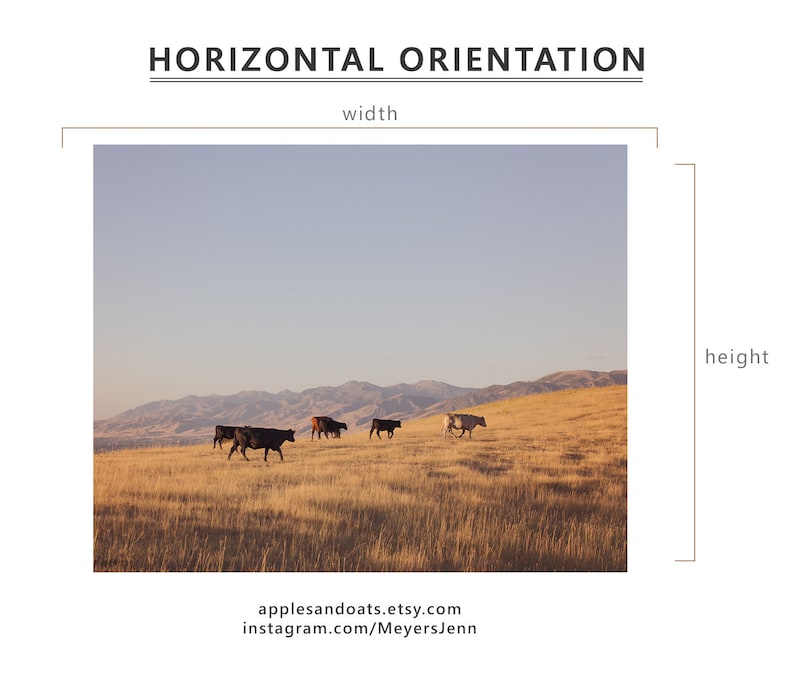 May include: A horizontal photograph of a field with a group of black and white cows walking across the field. The field is covered in dry grass and the background is a mountain range with a blue sky.