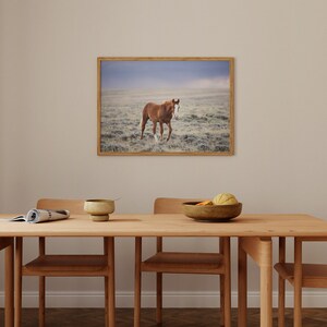 Little Curly, Young Wild Horse Photograph in Color, Horse Wall Art image 2