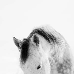 Modern White Horse Photograph White on White Horse Art Print PHYSICAL PRINT image 2