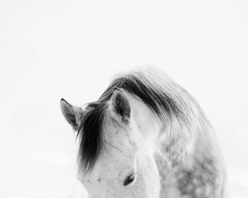 Modern White Horse Photograph White on White Horse Art Print PHYSICAL PRINT image 2