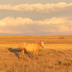 Palomino Glow, Wild Horse Photograph at Sunrise, Golden Wall Art, Neon Yellow Art