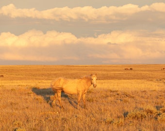 Palomino Glow, Wild Horse Photograph at Sunrise, Golden Wall Art, Neon Yellow Art