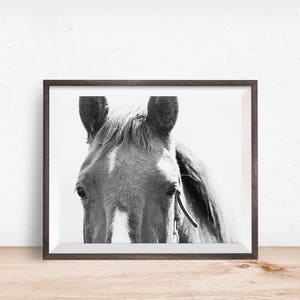 Close Up Horse Print in Black and White, Horse Eye Photo image 6