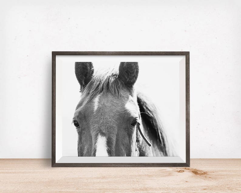 Close Up Horse Print in Black and White, Horse Eye Photo image 6