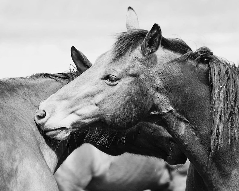 Rugged Western Horses Physical Print Horse Art Black and White Horse Photography