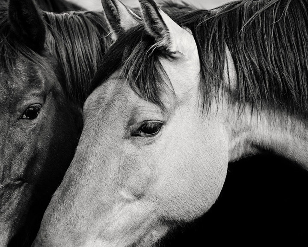 Black and White Horses Snuggle Photography Western Horse Etsy