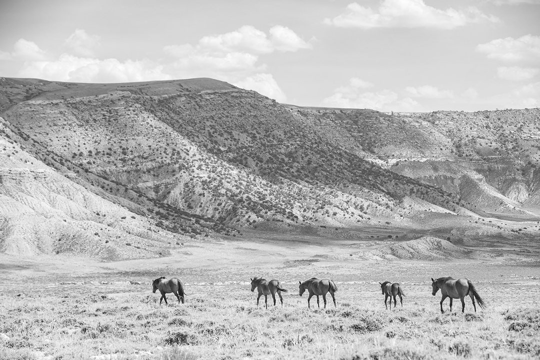 Wild Horses Black and White Landscape Print: Western Wall Art - Etsy