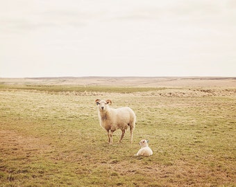Sheep Photograph in Color, Mother and Baby, Icelandic Sheep, Wall Art