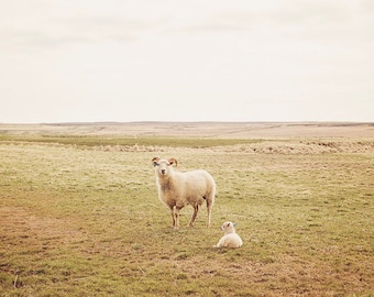 Sheep Photograph in Color, Mother and Baby, Icelandic Sheep, Wall Art