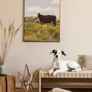 Modern Country Art Print, Fotografía de vaca, Western Wall Art, Fotografía original imagen 10