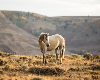 Golden Mare, Pretty Horse Photograph, Autumnal Colors, Color Photography of Horses