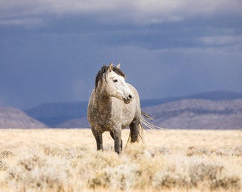 Sunshower, Wild Horse Photograph, Blue Wall Print, Animal Photography in Color