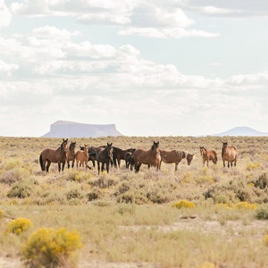 Desert Print, Wild Horses of Divide Basin, Horse Photography, Wild Horse Herd in Landscape, Animal Art
