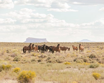 Desert Print, Wild Horses of Divide Basin, Horse Photography, Wild Horse Herd in Landscape, Animal Art