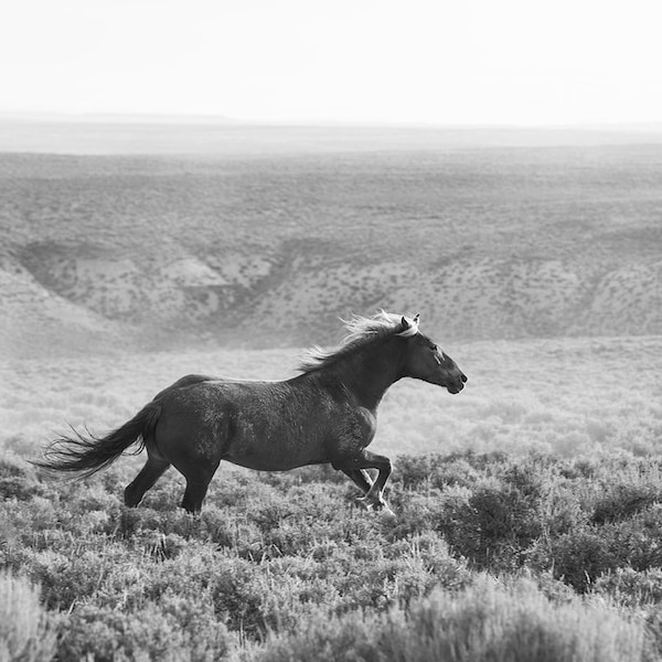 Modern Western Horse Art, Wild Horse Photograph, Black and White, Fine Art Horses