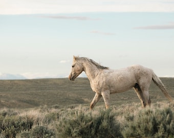 Beautiful Horse Photo, White Horse, Wild Stallion, Equine Photography in Color