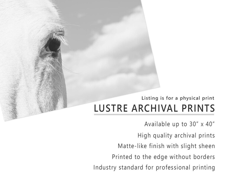 Horse Eye Photograph, Close Up White Horse, Physical Print image 3