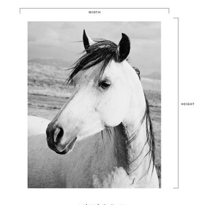 Rustic Country Photograph, Black and White Horse Art, Physical Print image 3