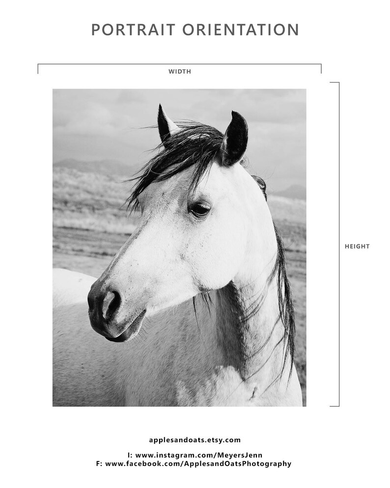 Rustic Country Photograph, Black and White Horse Art, Physical Print image 3