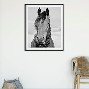 Black and White Horse Photograph Physical Print Vertical - Etsy