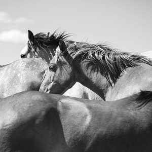 Large Print, Horse Photography, Wild Horse Pictures in Black and White, Western Wall Art
