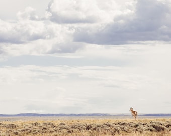 Minimalist Landscape Art, Animal in Landscape Photography, Unique Western Print, Antelope Wall Art