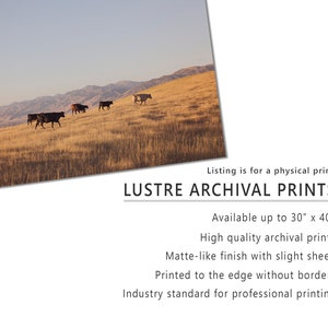 May include: A photograph of a field with cattle grazing in the distance. The text "LUSTRE ARCHIVAL PRINTS" is at the bottom of the image. The text "Available up to 30" x 40"" is below the title. The text "High quality archival prints" is below that. The text "Matte-like finish with slight sheen" is below that. The text "Printed to the edge without borders" is below that. The text "Industry standard for professional printing" is below that.