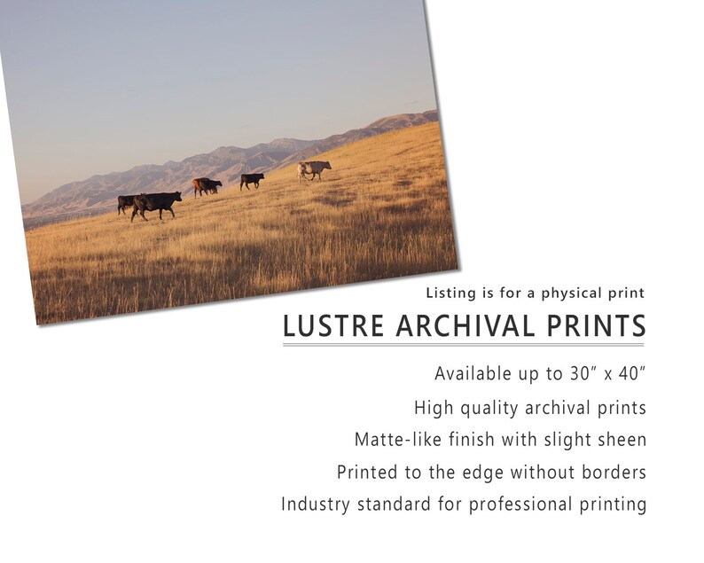 May include: A photograph of a field with cattle grazing in the distance. The text "LUSTRE ARCHIVAL PRINTS" is at the bottom of the image. The text "Available up to 30" x 40"" is below the title. The text "High quality archival prints" is below that. The text "Matte-like finish with slight sheen" is below that. The text "Printed to the edge without borders" is below that. The text "Industry standard for professional printing" is below that.