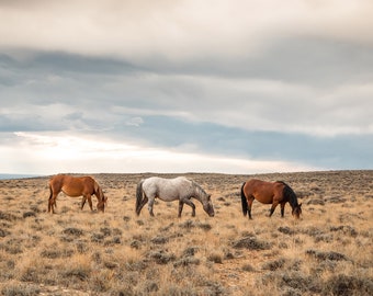 Wild Horses Grazing at Sunset, Color Horse Print, Wyoming Landscape Wall Art