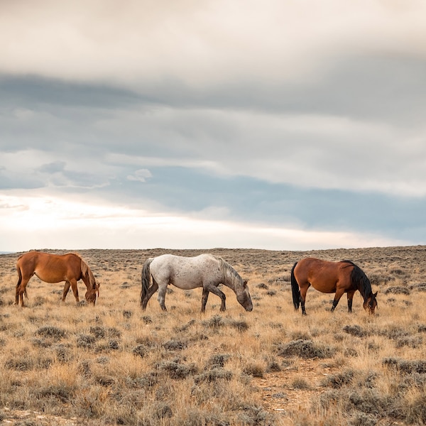 Large Horse Art Etsy