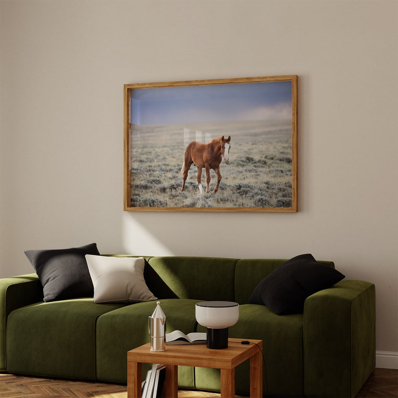 Little Curly, Young Wild Horse Photograph in Color, Horse Wall Art image 3