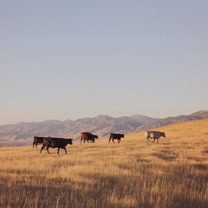 May include: A herd of cattle grazing in a field with a mountain range in the background. The cattle are brown, black, and white. The field is covered in dry grass.