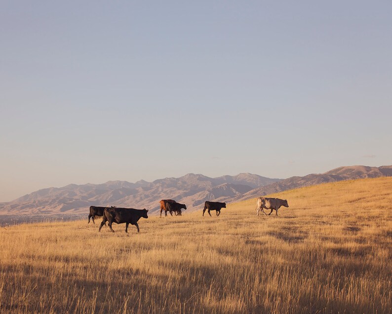 May include: A herd of cattle grazing in a field with a mountain range in the background. The cattle are brown, black, and white. The field is covered in dry grass.