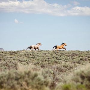 The Chase, Wild Horse Color Photograph, Equine Print, Western Landscape Photo