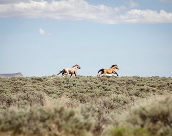 May include: Two wild horses running across a grassy field under a blue sky with white clouds.