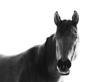 Horse with White Background, Black and White Horse Photography, Physical Print, Farmhouse Wall Art