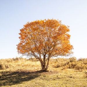 Autumn Leaves, Western Fall Foliage, Orange Artwork, Unique Nature Photo