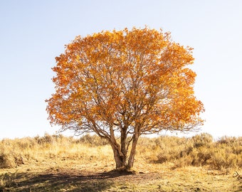 Autumn Leaves, Western Fall Foliage, Orange Artwork, Unique Nature Photo